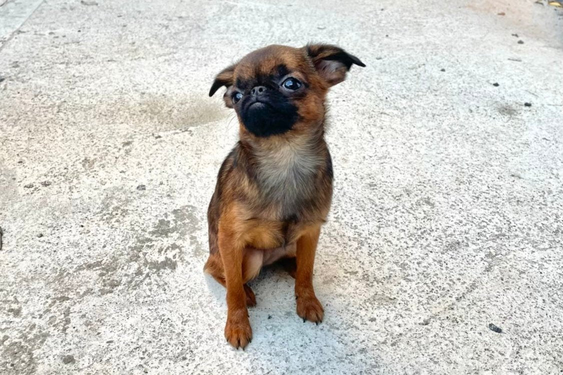 Baby Edna the Runt, a smooth red Brusses griffon puppy dog, looking like Gizmo the Gremlin, or a pug, stares off into the distance. 